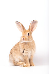 Obraz premium Easter Day Concept, rabbit cute furry brown sitting isolated white background pet mammal