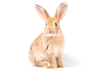 Fototapeta premium Easter Day Concept, rabbit sitting isolated on white background, cute brown rabbit portrait with large ear and soft fur