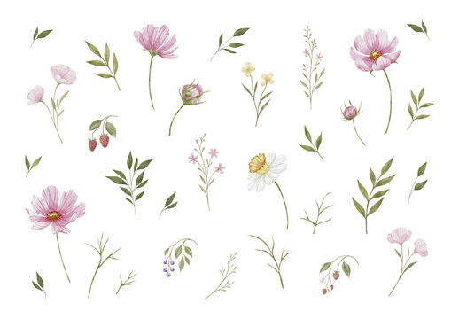Watercolor floral clipart set with wildflowers, leaves and berries, editable psdt template. Botanical hand painted meadow elements collection for nursery, wedding and surface design