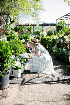 Woman crouching to select hydrangeas in sunny Fairhope garden