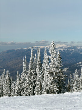 Frost-covered pine trees overlooking snowy mountain landscape