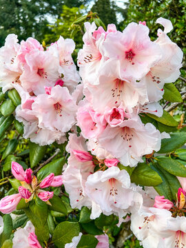 Pacific rhododendron