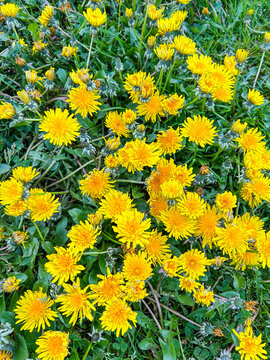 Common dandelion