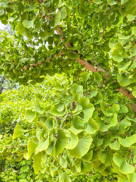 Ginkgo Tree Leaves
