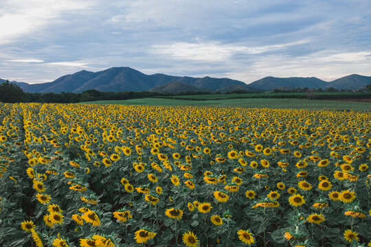 Sunflower field blooms mountain view nature photography scenic landscape daylight