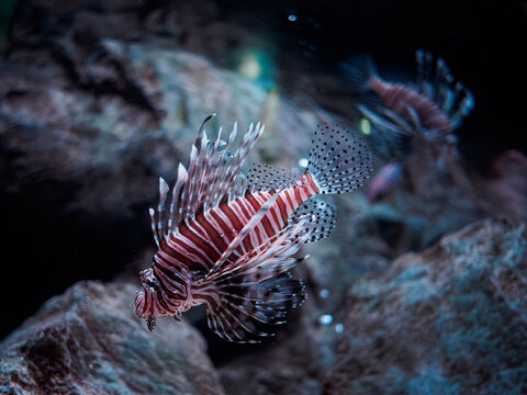 Red lionfish swimming near coral reef in a large blue oceanarium tank, exotic pterois volitans with venomous spines in public aquarium, beautiful marine life under water, dangerous sea creature