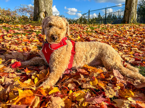 Autumn Dog