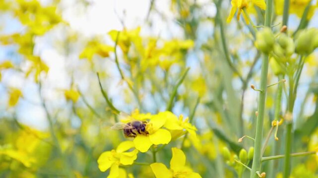 Honey bee pollinating bright yellow rapeseed flowers in a sunlit field during springtime.

