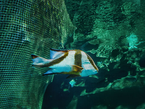Emperor red snapper swimming past underwater net in oceanarium tank, majestic lutjanus sebae in large aquarium exhibit, photography of tropical marine fish in oceanarium environment