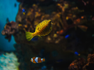 Obraz premium Yellow boxfish ostracion cubicus and clownfish swimming near coral reef in city oceanarium, tropical marine life in large salt water tank exhibit, exotic underwater world in oceanarium display