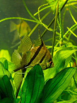Close up of majestic angelfish pterophyllum scalare with long fins in densely planted oceanarium aquarium, technical shot of tropical freshwater fish in city oceanarium, aquatic nature display