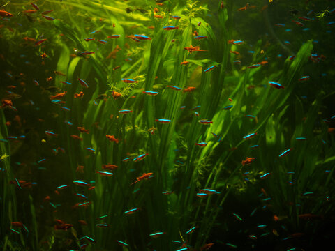 school of neon tetra paracheirodon innesi and red swordtails swimming among lush green plants in city oceanarium tank, tropical freshwater fish community in large aquarium exhibit