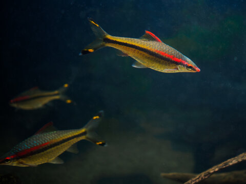 School of denison barb sahyadria denisonii fish swimming in dark blue water of city oceanarium, beautiful red line torpedo barbs in freshwater aquarium tank exhibit with natural lighting