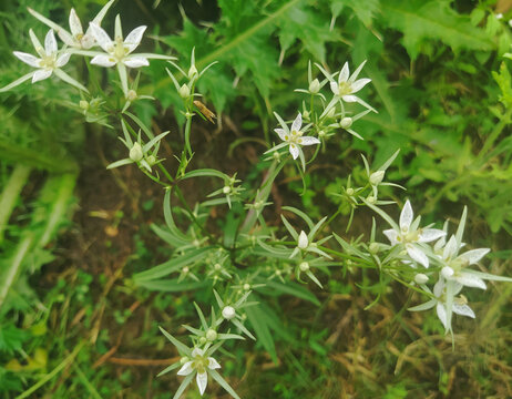 a plant of Swertia chirayita with white blooming flowers