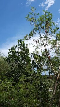 Black sapote tree branches swaying in the wind