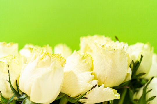 Cream Yellow Roses on Green Background