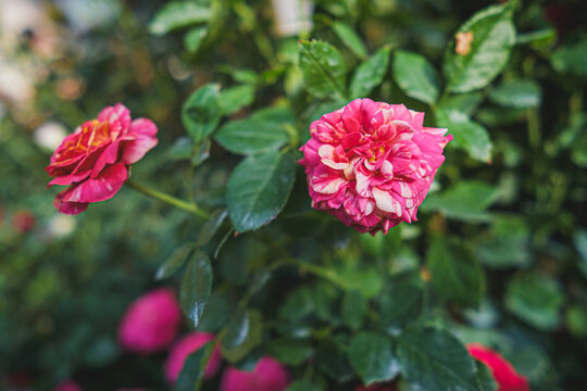 Vibrant pink roses blooming in a garden nature photography lush green environment