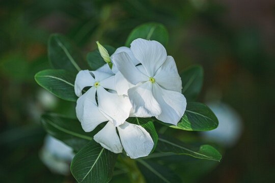 Delicate white flowers in nature close-up photography vibrant green background