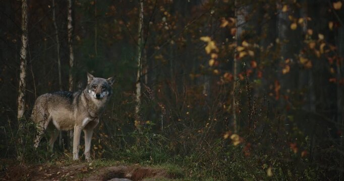 Eurasian wolf - canis lupus walking in natural environment - forest in autumn season.