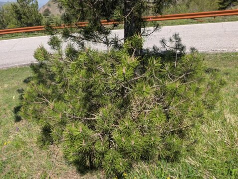 Giovane pino che cresce ai margini di una strada, tra erba e terreno naturale, con elementi urbani sullo sfondo in un contesto di natura spontanea