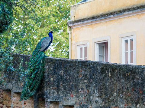 Paon arlequin (Pavo cristatus) devant les remparts d&rsquo;un ch&acirc;teau historique &agrave; Lisbonne