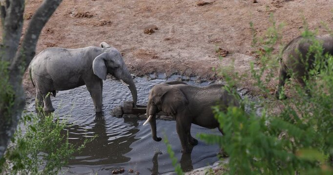 overhead view of elephants, Okavango Delta, Botswana, Africa