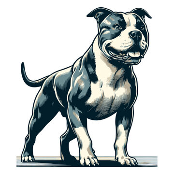 American pitbull terrier vector and illustration.