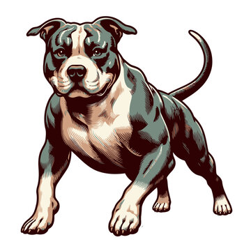 American pitbull terrier vector and illustration.