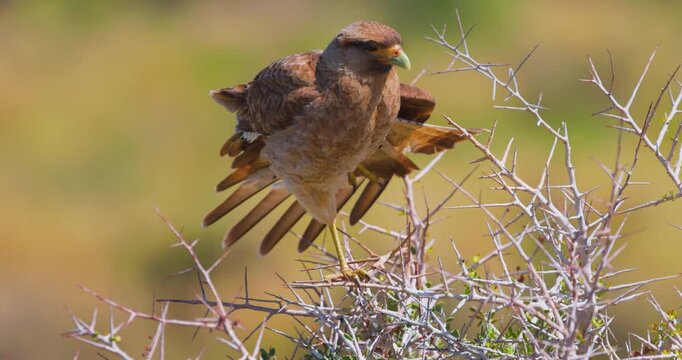 4K video; Chimango caracara (milvago chimango) in thorny bush, Patagonia Argentina