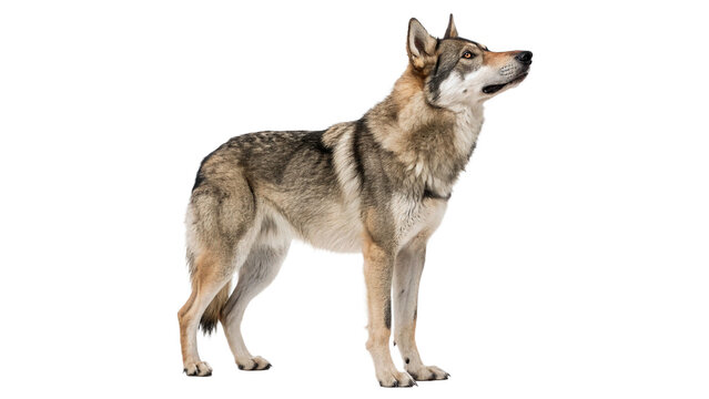 handsome american wolfdog standing isolated on transparent background cut out