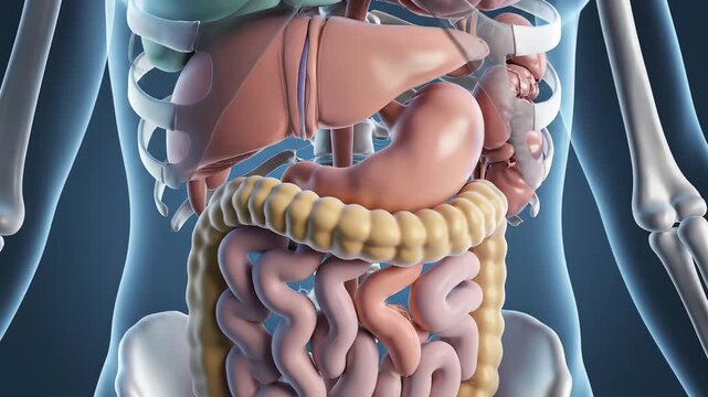 Human body anatomy illustration representing modern medicine and scientific discovery