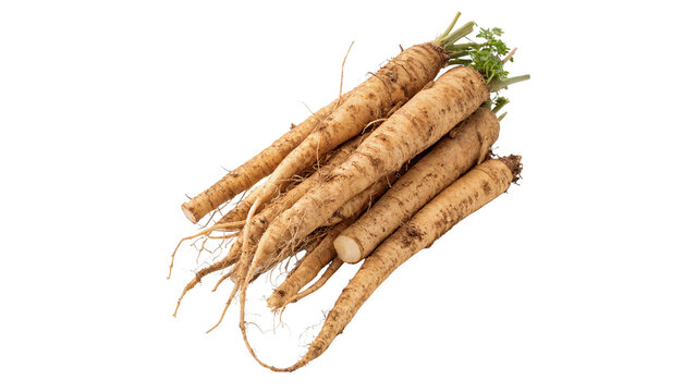 Fresh parsnips  isolated on transparent background cut out