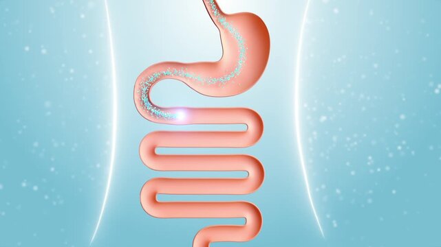 Gastrointestinal probiotics aid digestion, treat flatulence, and support intestinal and digestive health. Digestive system concept for medicine, showcasing probiotic effects. 3D animation.