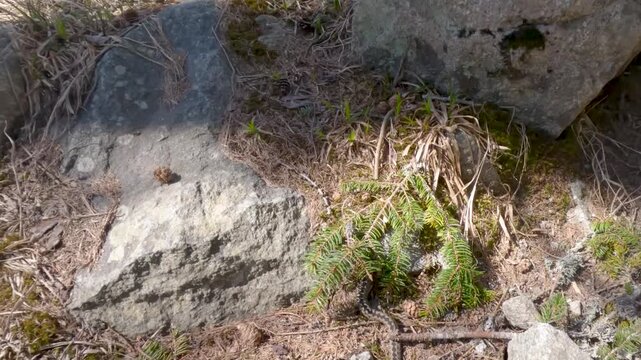 Common european viper, vipera berus, slithering over rocks and dry grass in its natural environment