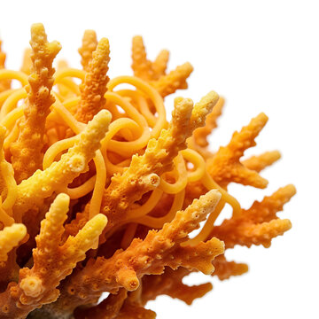 Closeup of vibrant orange coral reef structure isolated on white background.