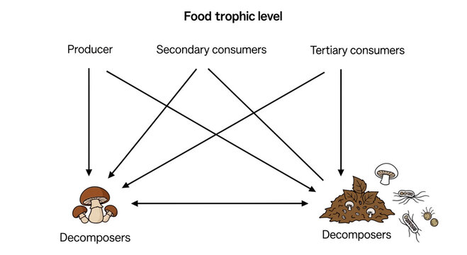 Food trophic level diagram with decomposers and consumers
