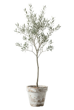 Small olive tree in distressed white clay pot. Mediterranean indoor plant decoration.