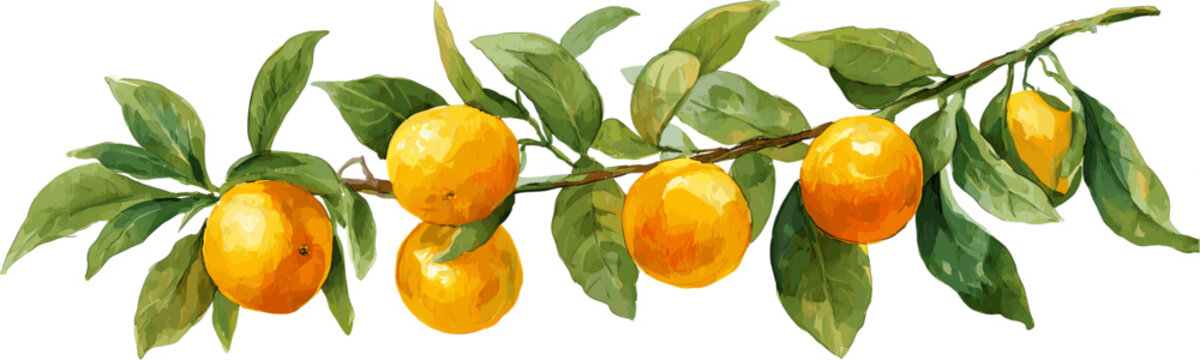 Rows of ripe oranges and green leaves on a branch with clipping path