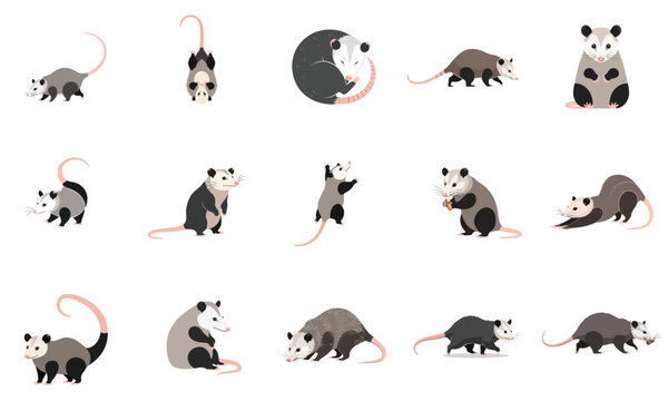Cute Opossum Vector Flat Design Wild Animal Marsupial Character Illustration Set Collection