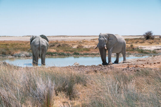 Elephants near water