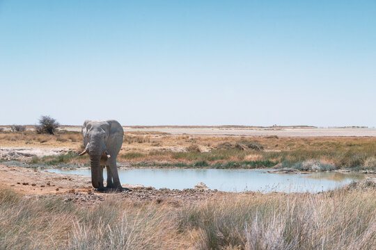 elephant near pond