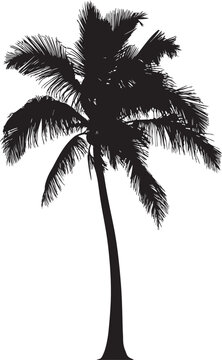 Palm tree silhouette vector
