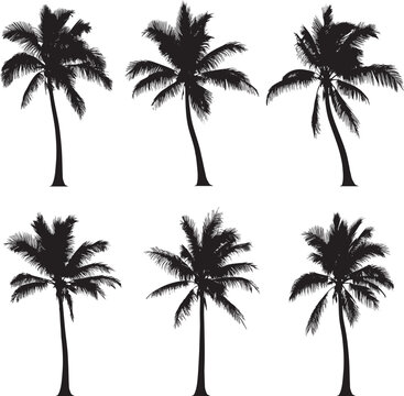 Palm trees silhouettes vector