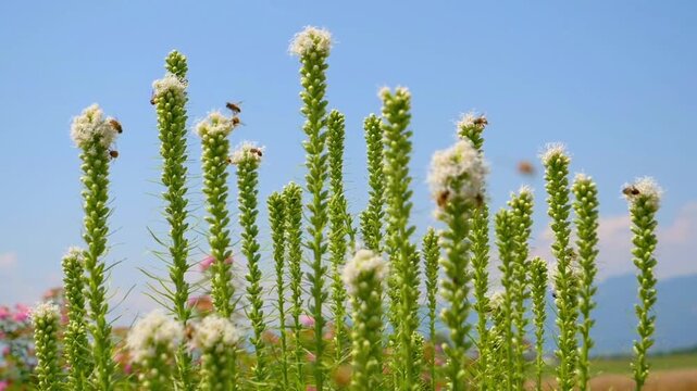 Honey Bees Pollinating White Liatris Spicata Flowers in Sunny Summer Garden 4K
