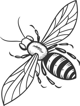Black and white zebra head