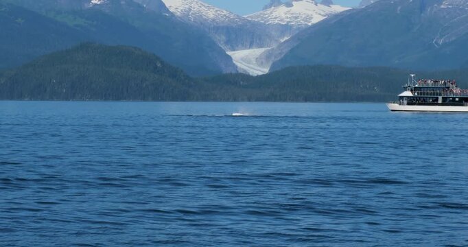 Humpback whale swimming on its back and hitting the water with the flippers,Juneau, Alaska.Mendenhall Glacier and the surrounding mountains in the background.