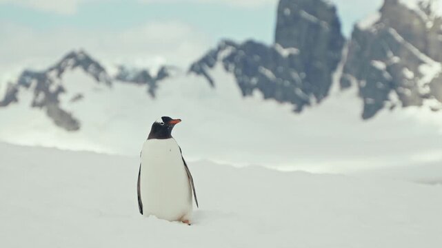 Lone Gentoo penguin standing on Antarctic snowfield curiously looking around with dramatic rocky mountains behind