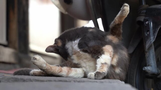 Calico Cat Licking Its Private Part - Typical Cat Behavior