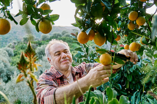 Man harvesting oranges in a Mediterranean home garden