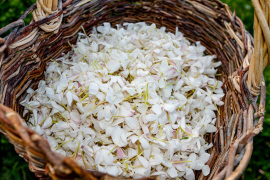 Woven basket full of harvested white jasmine flowers in Grasse France